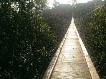海南天堂森林公园过江龙索桥