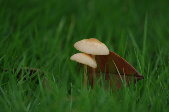 野蘑菇