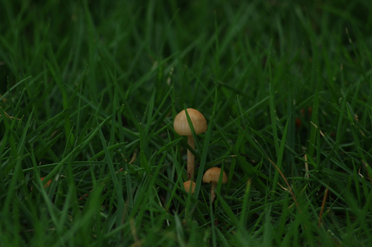 野蘑菇