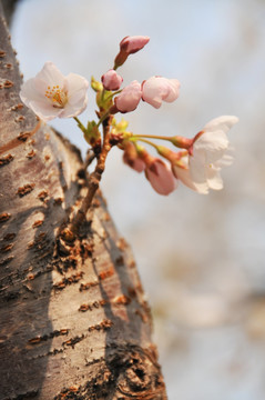 桃花