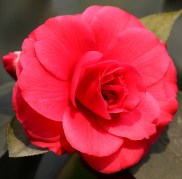 山茶花