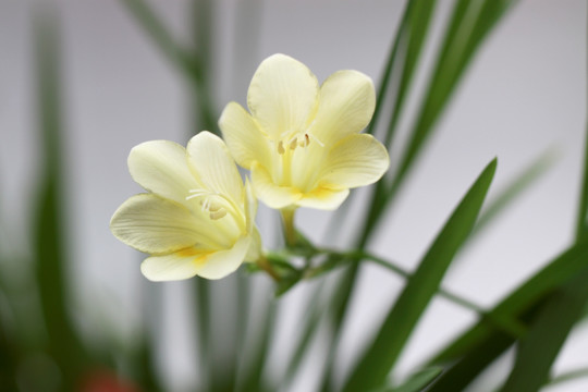 香雪兰 花卉