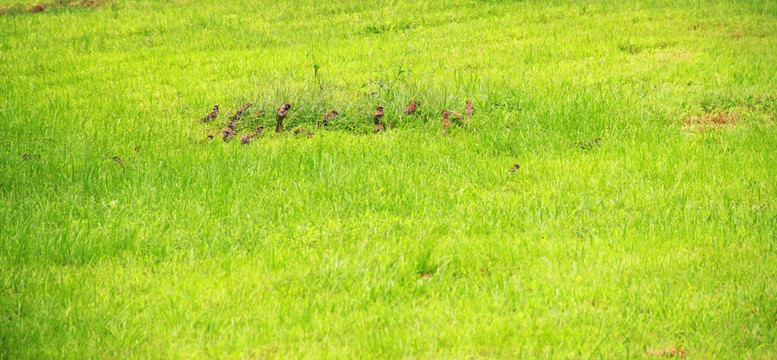 草坪 草地 绿化 小鸟