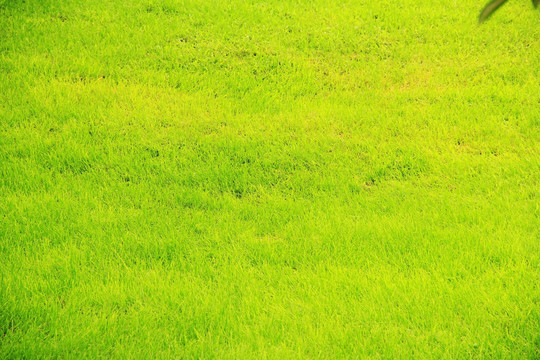 绿地  草坪 草地 绿化