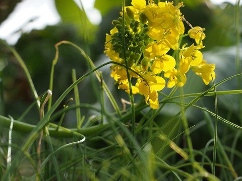 油菜花