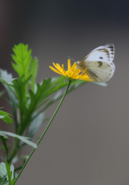 蝶恋花