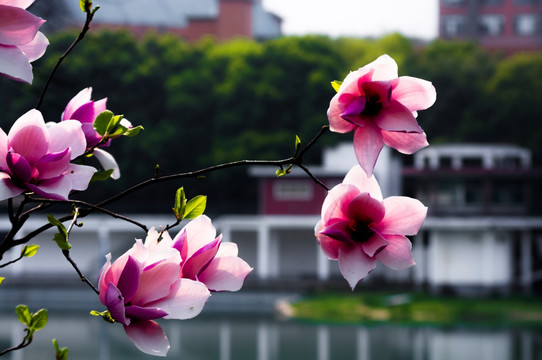 紫玉兰