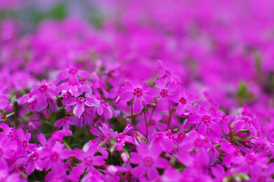 紫花