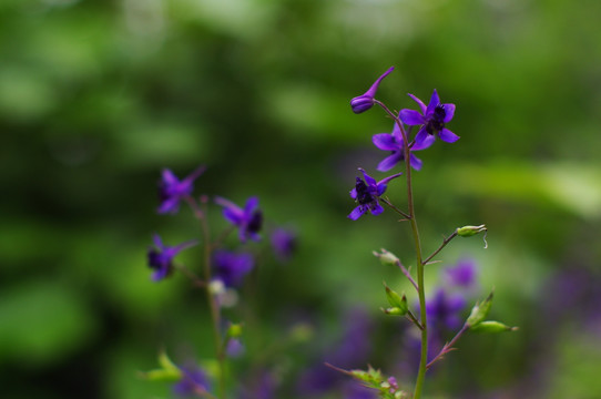 紫花