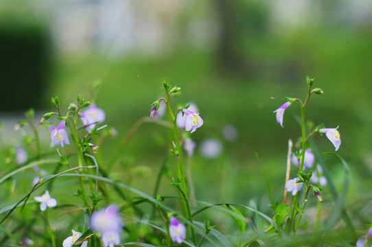 紫花