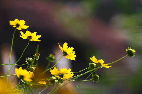 金鸡菊