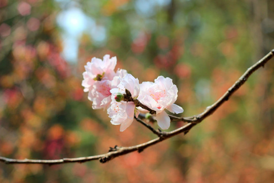 桃花