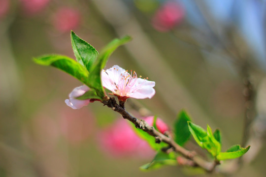 桃花