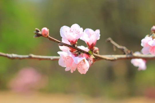 桃花