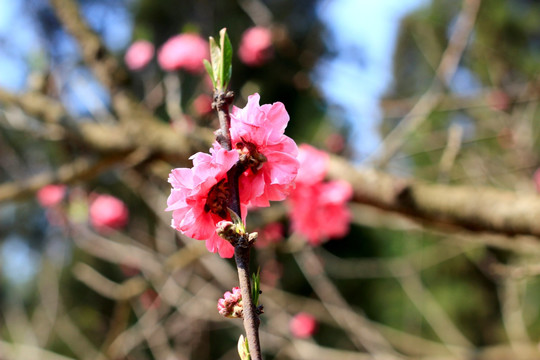 桃花