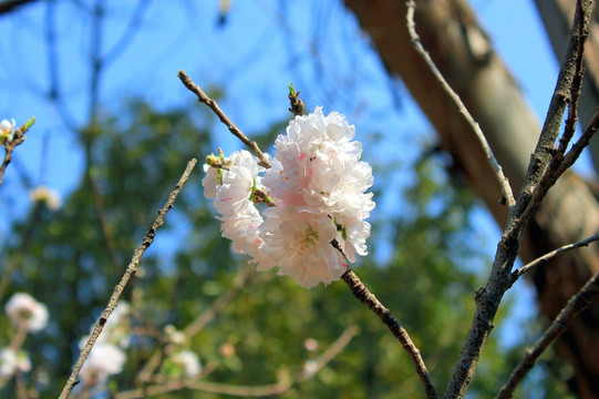 桃花