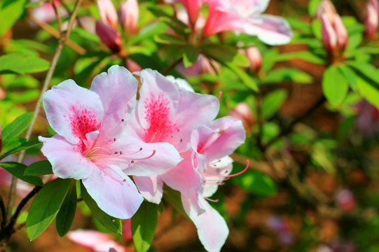 杜鹃花