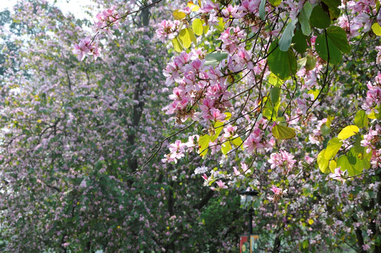 华南植物园 紫荆花