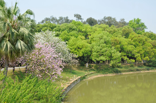华南植物园   紫荆花