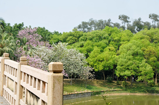 华南植物园 拱桥