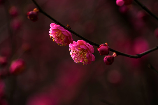 红梅