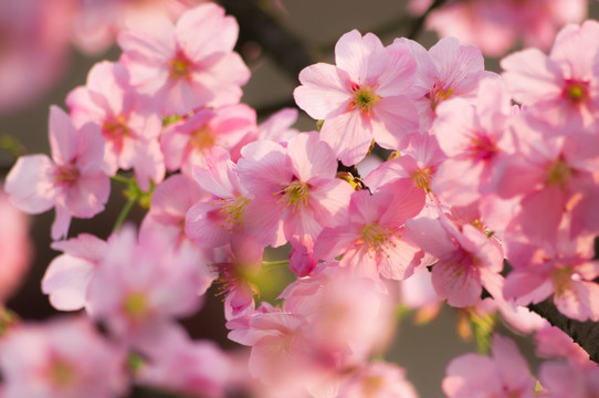 芙蓉花