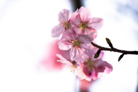 芙蓉花