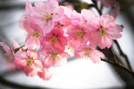 芙蓉花