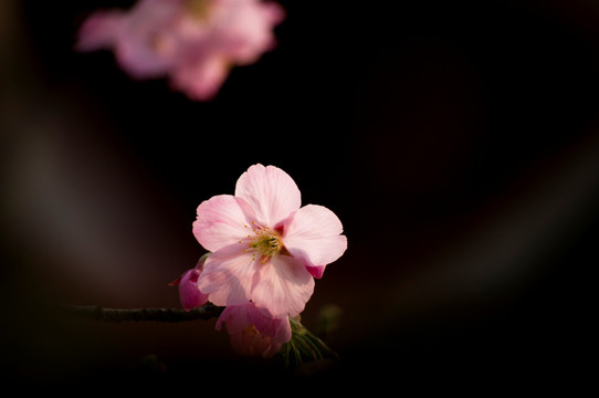芙蓉花