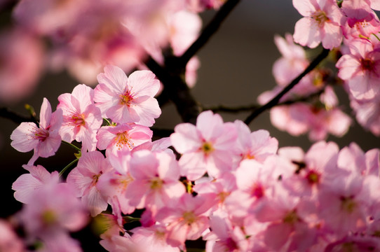 芙蓉花