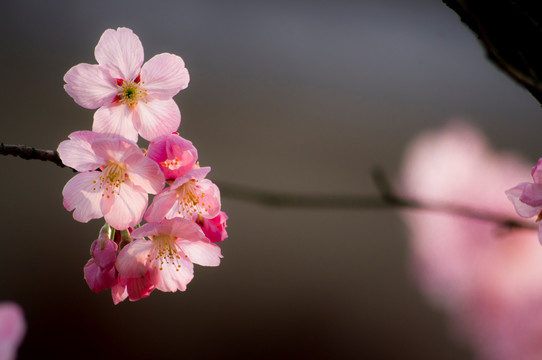 芙蓉花