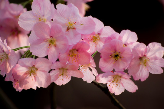 芙蓉花