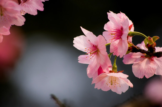 芙蓉花
