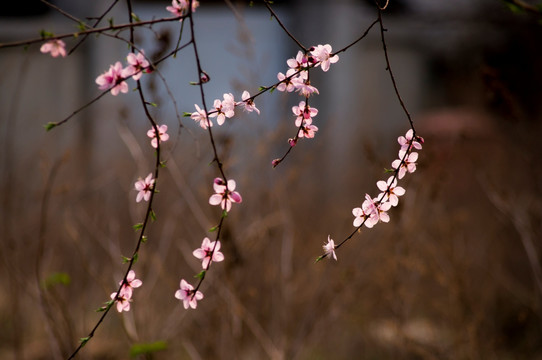 桃花