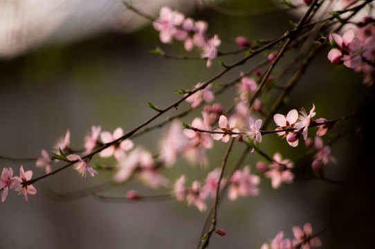 桃花