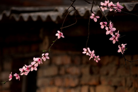 桃花