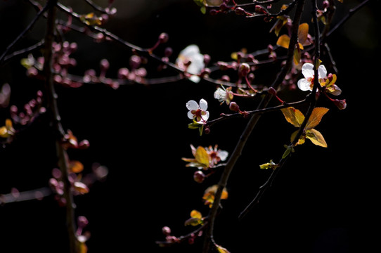 李花