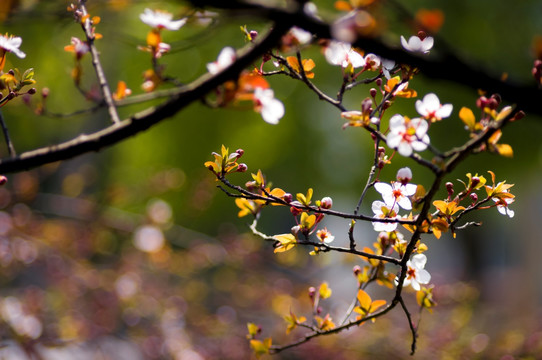 李花