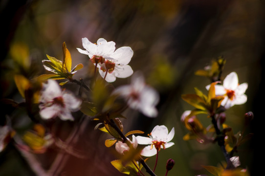 李花