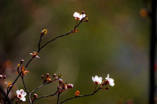 李花