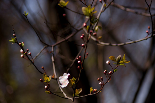 李花