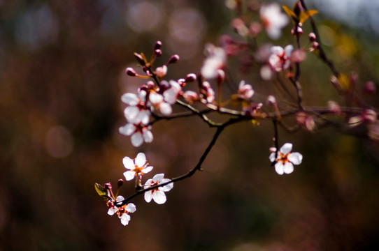 李花