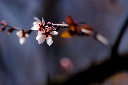 李花