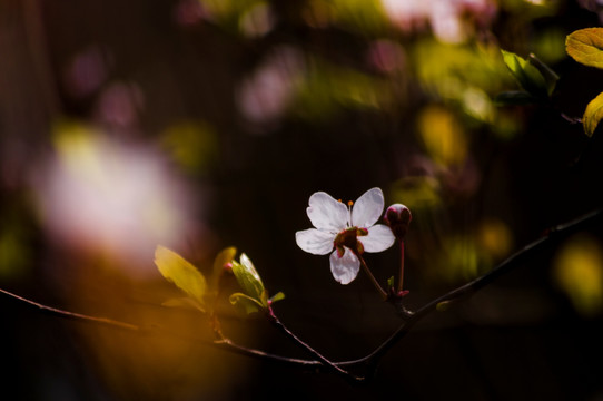 李花