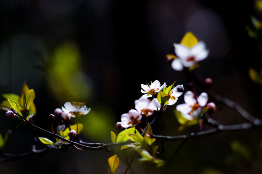 李花