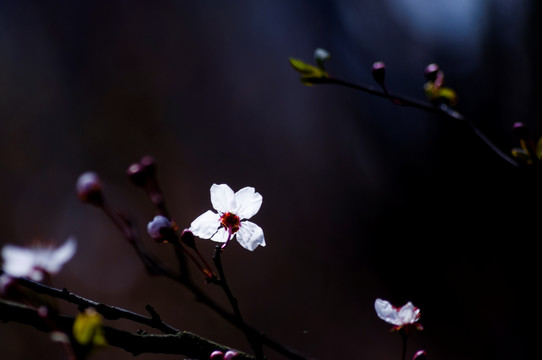 李花