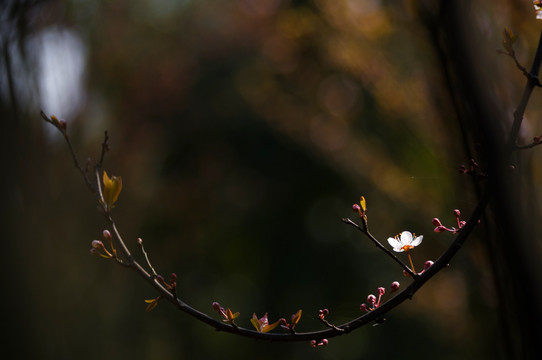 李花