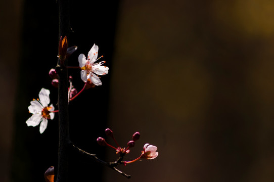 李花