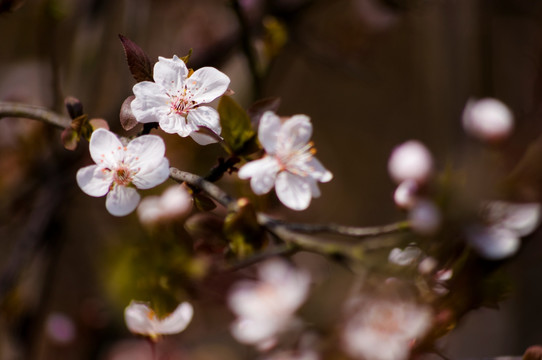 李花