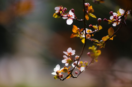 李花